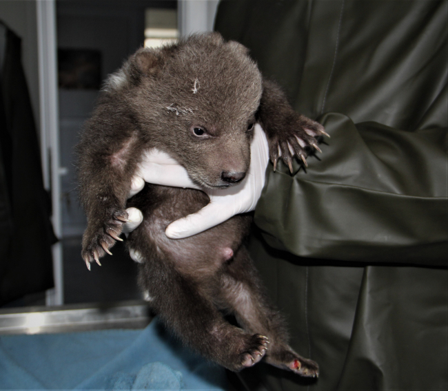 Yavru ayı 'Ponçik' özel bakımla hayata tutunuyor