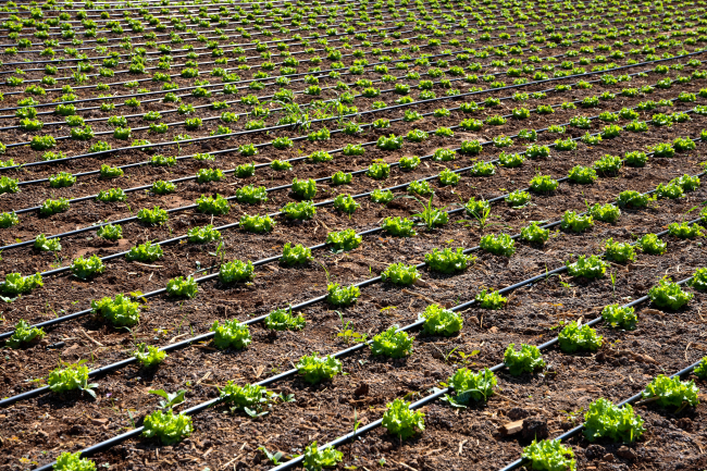 Modern sulama sistemleriyle yaklaşık 87 bin olimpik havuzluk su tasarrufu sağladılar