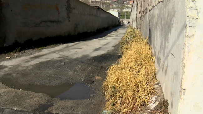 Chemical leak alarm in Gaziosmanpaşa: Dogs died, plants turned yellow