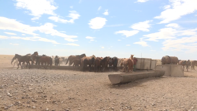 Kazakistan'da göçebe hayat: At çobanları