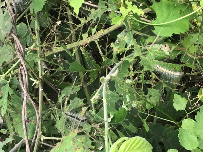 Beykoz'da tırtıl istilası