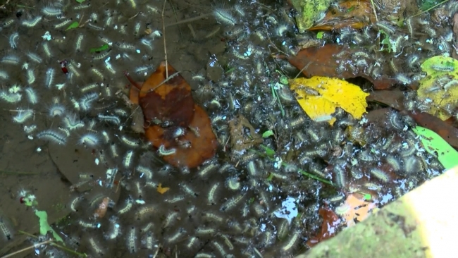 Beykoz'da tırtıl istilası