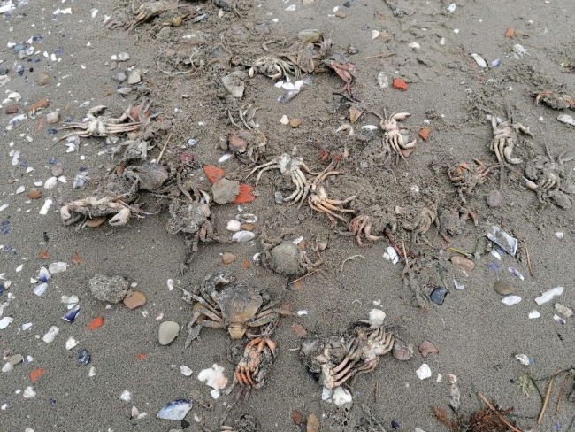 Silivri sahilinde ölü yengeç tedirginliği