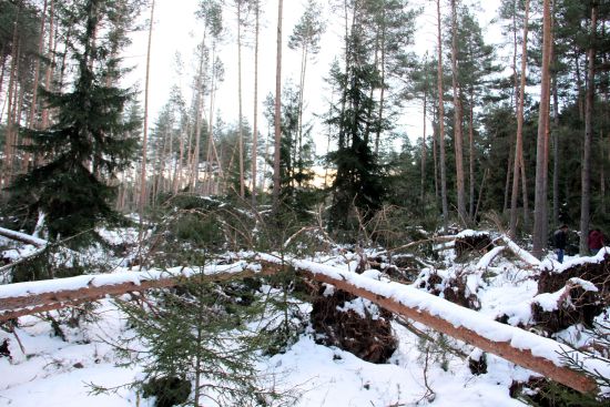 Şiddetli fırtınalar 15 bin ağaca zarar verdi
