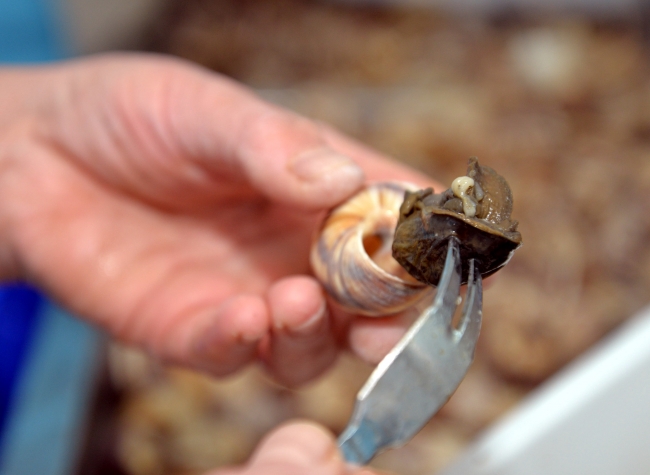 7 Milyon dolarlık 'Kara salyangozu' ihraç edildi