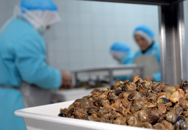 7 Milyon dolarlık 'Kara salyangozu' ihraç edildi