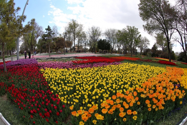 'Konya'da 'lale mevsimi' yaşanıyor'