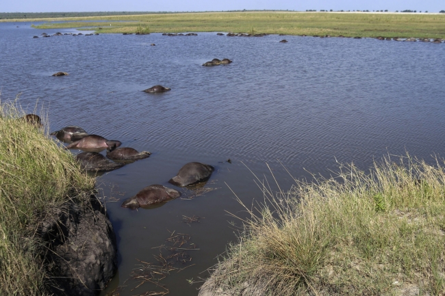 Aslanlardan kaçan yaklaşık 400 bufalo boğuldu