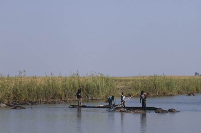 Aslanlardan kaçan yaklaşık 400 bufalo boğuldu