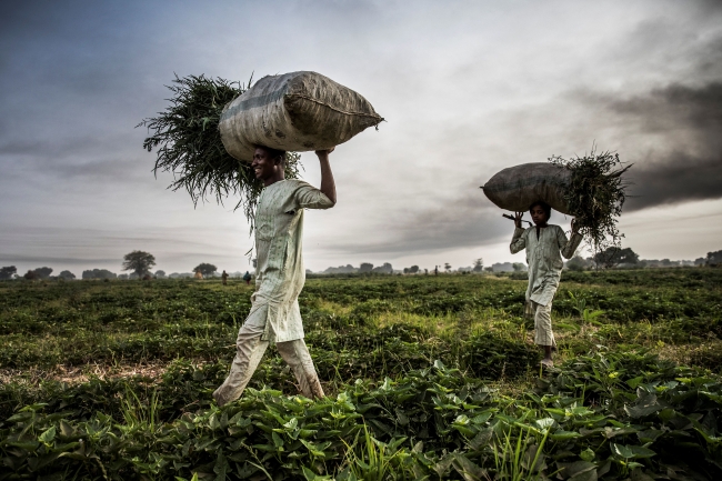 Nijerya geniş tarım arazilerine sahip bir ülke. Fotoğraf: AFP