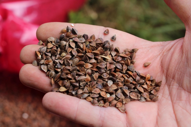 “Milli Tarım Yerli Tohum Deneme Ekimleri” projesinde ilk mısır hasadı yapıldı