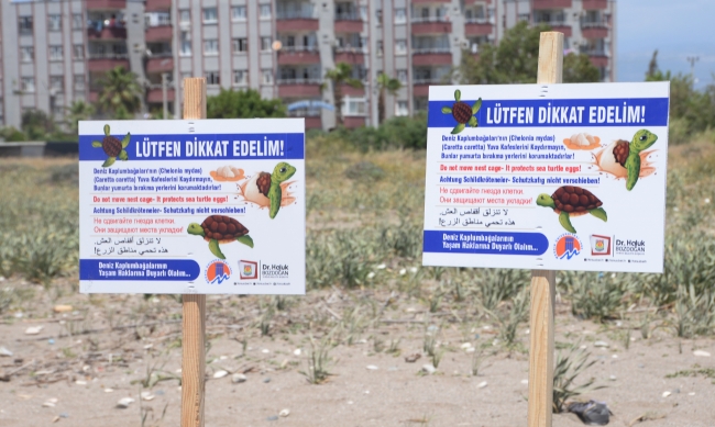 90 bin yavru caretta caretta için büyük seferberlik