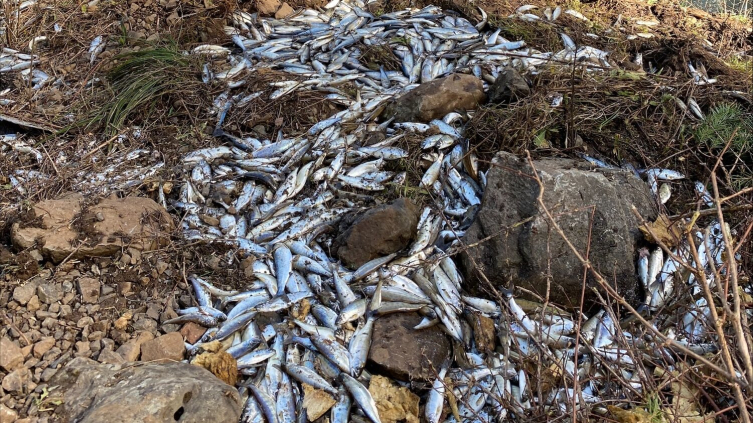 25 binden fazla somon balığı trafik kazasında öldü