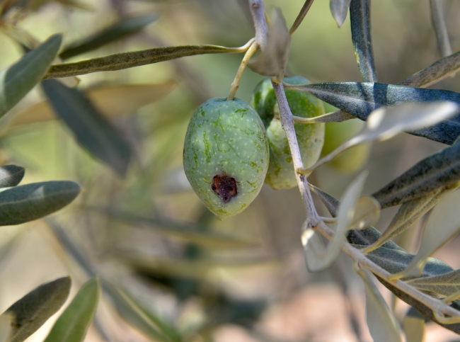 Akdeniz ve Ege'de 'zeytin sineği' sıkıntısı