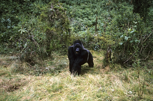 Birçok hayvan, nesli tükenme tehlikesiyle karşı karşıya