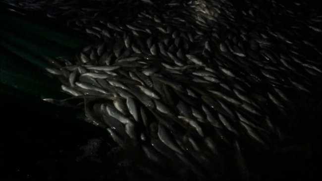 Van'da 9 ton inci kefali ele geçirildi