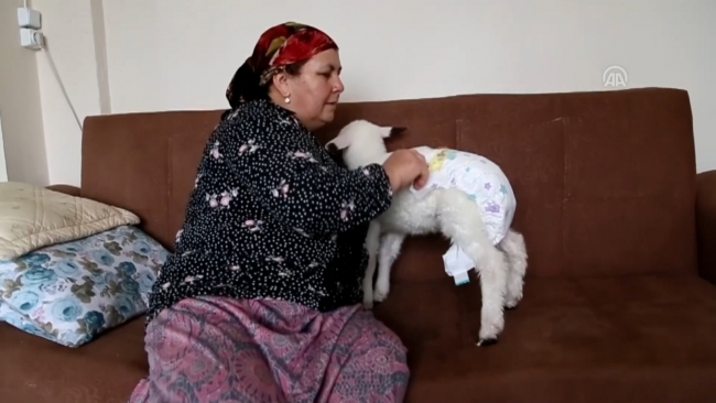 Evde besledikleri kuzuya bebek gibi bakıyorlar