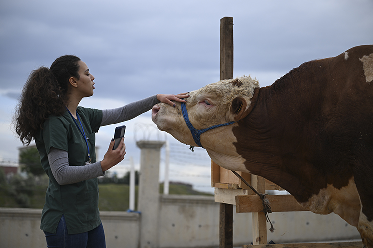 Kurban pazarlarında yoğunluk yaşanıyor