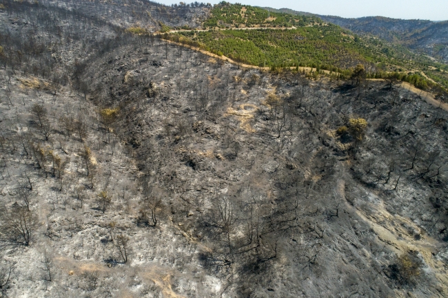 İzmir'de yanan orman için 2 günde 30 bin fidan bağışlandı