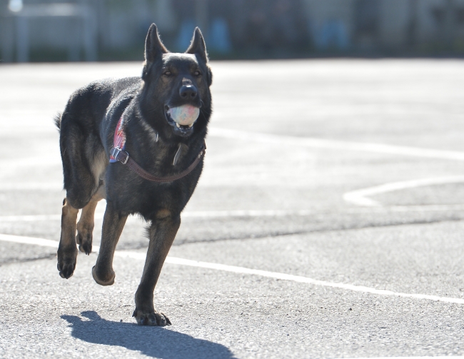 Terör ve uyuşturucuyla mücadelenin "keskin burunları"
