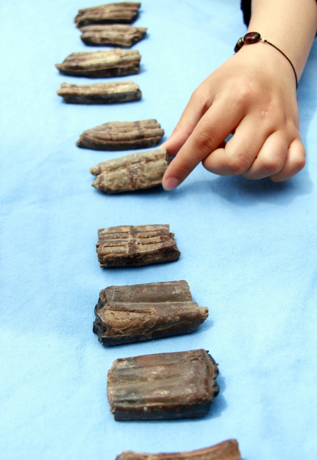 Samsun'da bulunan 2 milyon yıllık fosiller Şehir Müzesi'nde sergilenecek