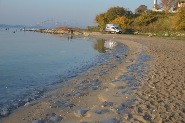 İstanbul'da dev denizanaları sahile vurdu