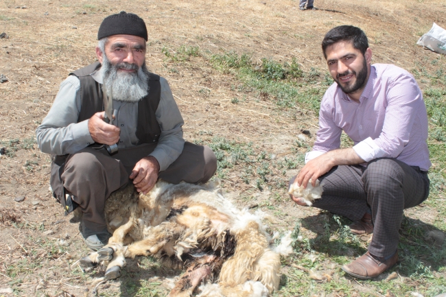 Hakkari'de 3 bin 500 rakımlı yaylada Kuzu Kırpma Şenliği