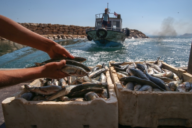 Van Gölü'ndeki balıkçılar "vira bismillah" dedi
