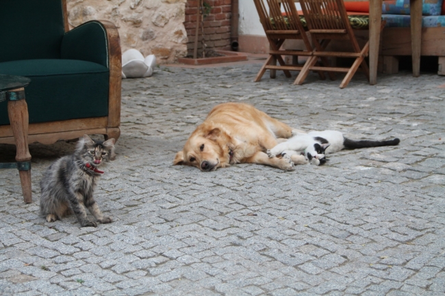 Amasya'da kedilere annelik yapan sevimli köpekler