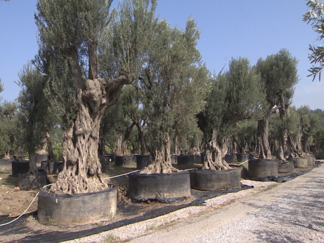 Dünyanın dört bir yanından bitki topladı, Urla'da botanik bahçesi kurdu