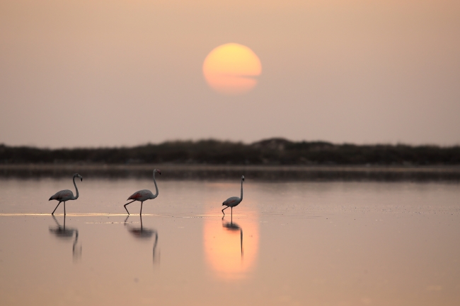 Tunus sahillerinde flamingoların etkileyici dansı