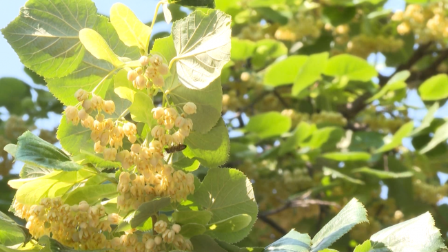 Üsküp'te ıhlamur zamanı