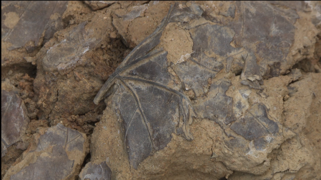 İstanbul'da 5 bin 500 yıl öncesine ait tarihi yapraklar bulundu