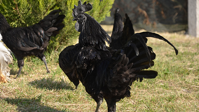Hobi olarak 'servet' yetiştiriyor