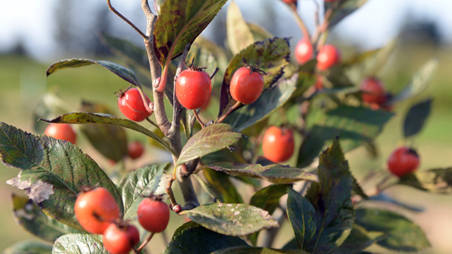 Karadeniz tıbbi ve aromatik bitki cenneti olacak