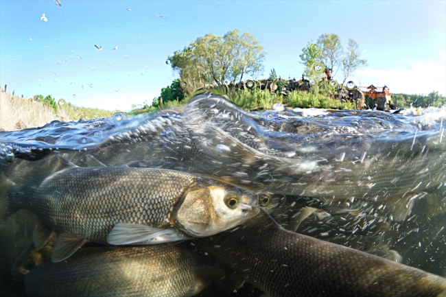 İnci kefalinin zorlu yolculuğu su altı kamerasında