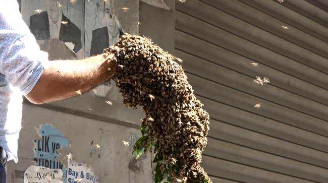 Oğul veren binlerce arıyı çıplak elle topladı