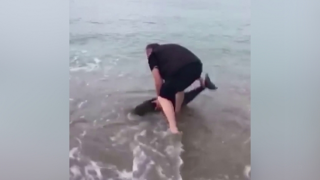 Sahile vuran yunus kurtarıldı