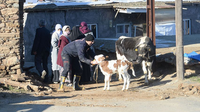 Deprem mağduru hayvanlara gönüllü veteriner şefkati