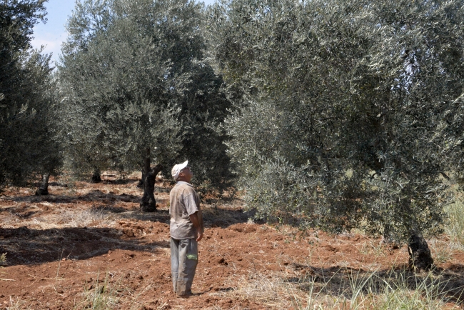 Akdeniz ve Ege'de 'zeytin sineği' sıkıntısı