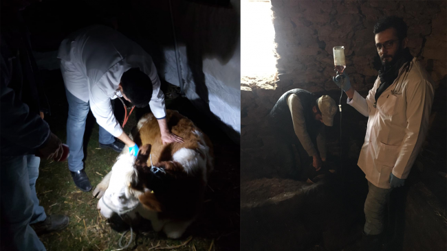 Deprem mağduru hayvanlara gönüllü veteriner şefkati