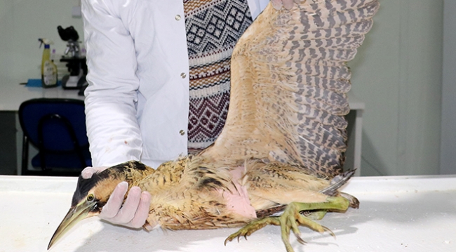 Kanadı kırılan kuşa platin takıldı