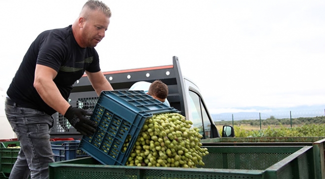 Zeytin ihracatı 142 milyon dolara ulaştı