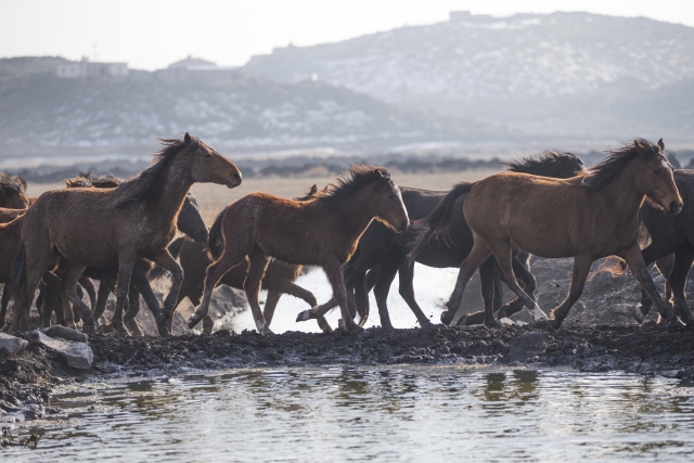 Fotoğrafçıların gözdesi 'yılkı atları'