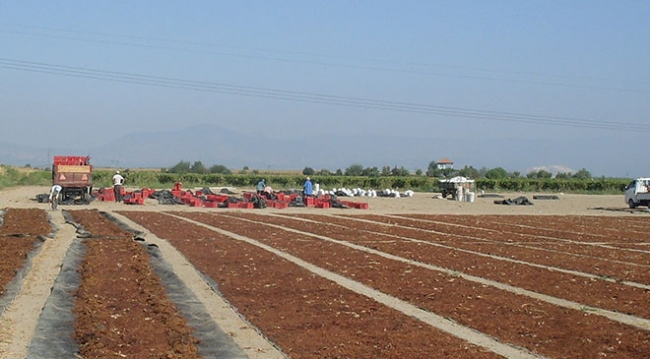 Ege'nin çekirdeksiz kuru üzümü 99 ülkeye ihraç edildi