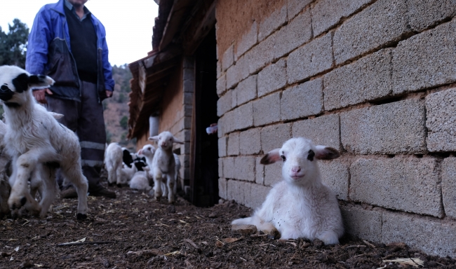 Çalınan koyunların yavrularına bakıyorlar