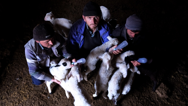 Çalınan koyunların yavrularına bakıyorlar