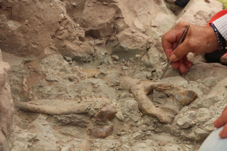 Çankırı'da bu yıl 8,5 milyon yıllık 100 fosil bulundu