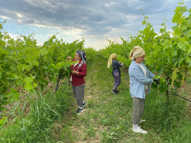 Gündüz tarlada, akşam halı sahada