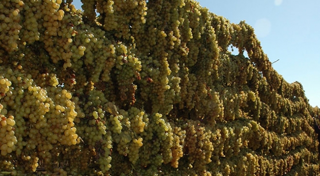 Ege'nin çekirdeksiz kuru üzümü 99 ülkeye ihraç edildi